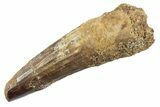 Fossil Spinosaurus Tooth - Real Dinosaur Tooth #360198-1